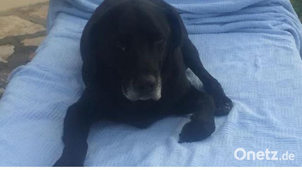 Am 10. Oktober war Welthundetag. Das sind eure Lieblinge. Bild: Ta Nja