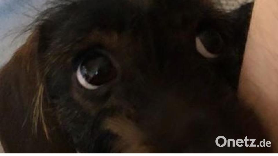 Am 10. Oktober war Welthundetag. Das sind eure Lieblinge. Bild: Nicole Claus