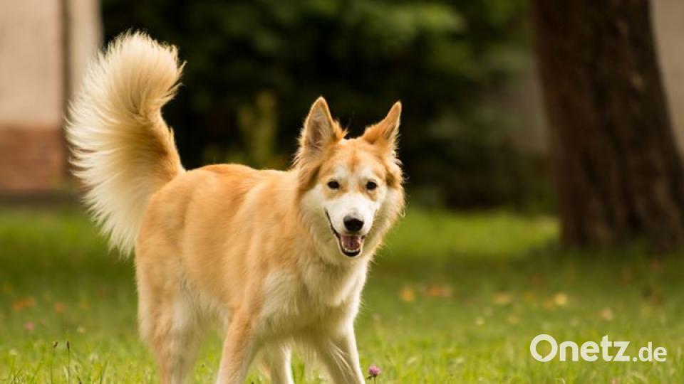 Am 10. Oktober war Welthundetag. Das sind eure Lieblinge. Bild: Michael Wegmann