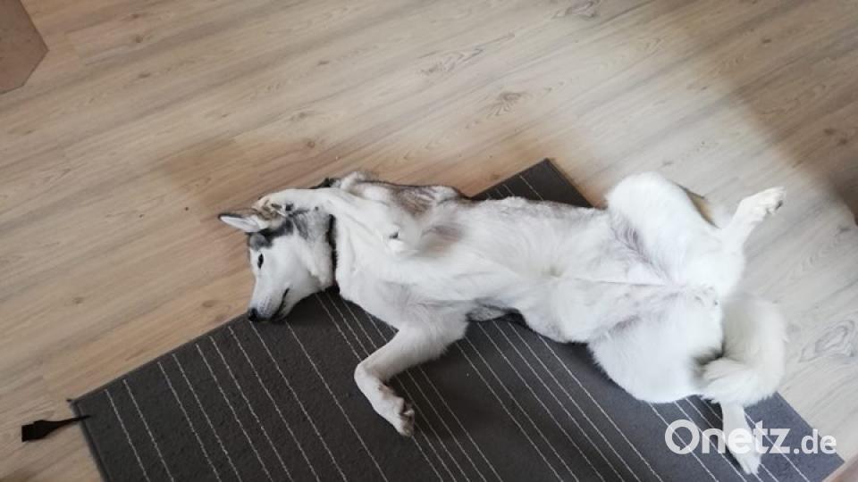 Am 10. Oktober war Welthundetag. Das sind eure Lieblinge. Bild: Benni Gebhardt