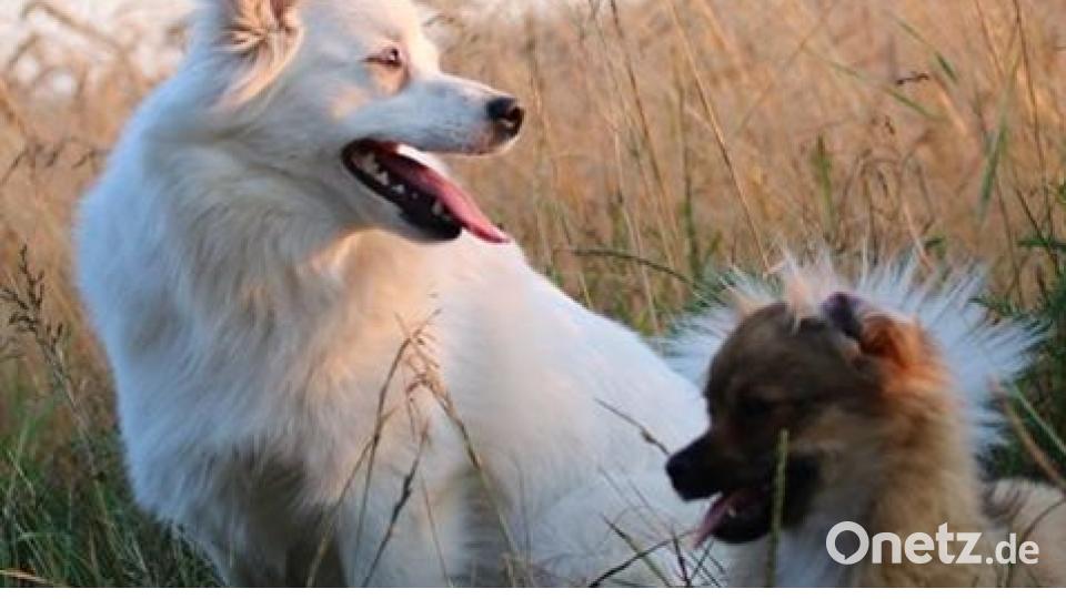 Am 10. Oktober war Welthundetag. Das sind eure Lieblinge. Bild: Sabrina Katholing