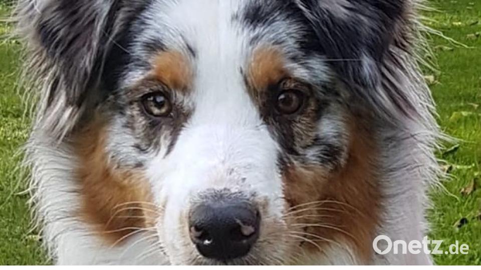 Am 10. Oktober war Welthundetag. Das sind eure Lieblinge. Bild: Alexandra Schulze