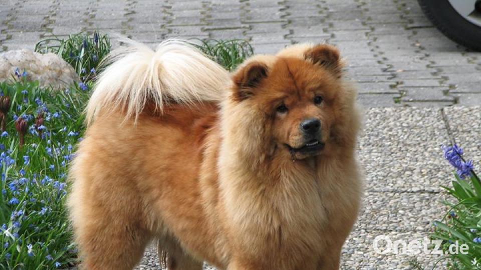 Am 10. Oktober war Welthundetag. Das sind eure Lieblinge. Bild: Sebastian Weiss