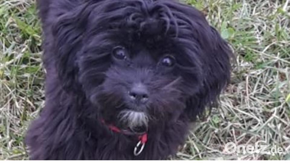 Am 10. Oktober war Welthundetag. Das sind eure Lieblinge. Bild: Melanie Zetzl