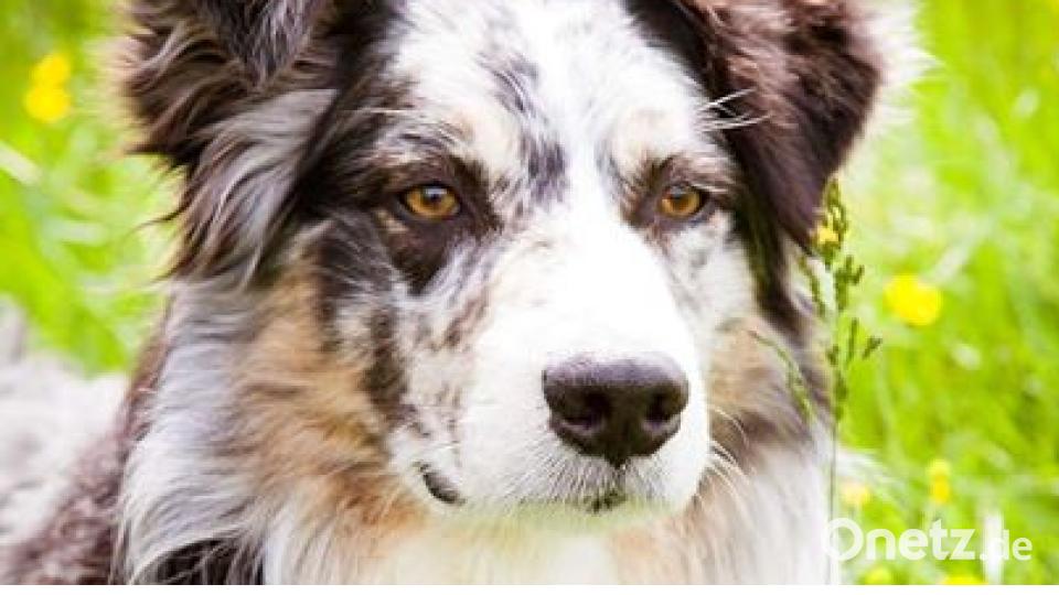 Am 10. Oktober war Welthundetag. Das sind eure Lieblinge. Bild: Stefanie Prüll