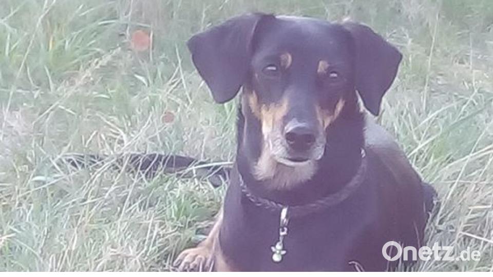 Am 10. Oktober war Welthundetag. Das sind eure Lieblinge. Bild: Ulrike Eagan