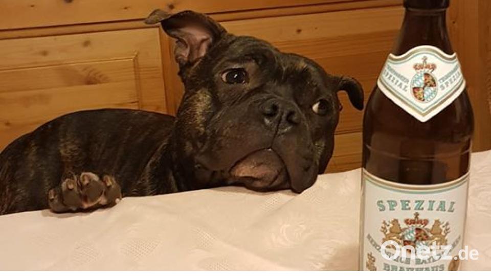 Am 10. Oktober war Welthundetag. Das sind eure Lieblinge. Bild: Anja Maria Roth