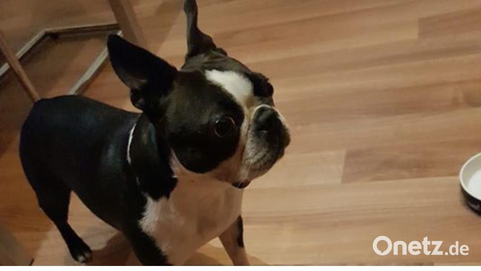 Zum Welthundetag zeigen unsere Nutzer Bilder Ihrer Vierbeiner. Bild: Cornelia Aschenbach.