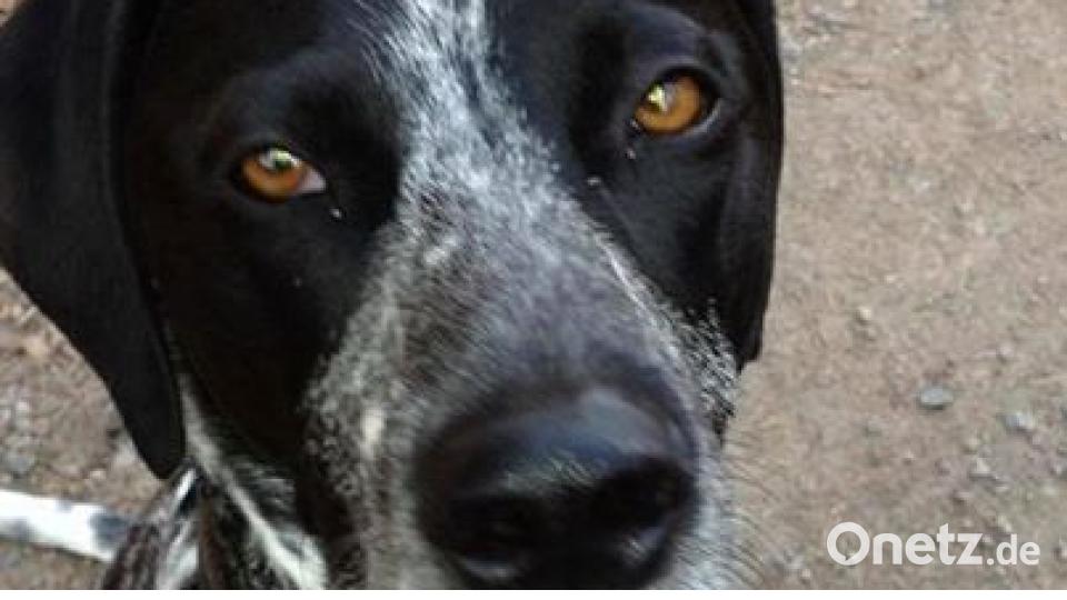 Zum Welthundetag zeigen die Nutzer von onetz.de Bilder ihrer Vierbeiner. Bild: Stephan Urban