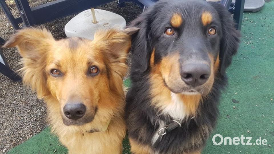 Am 10. Oktober war Welthundetag. Das sind eure Lieblinge. Bild: Stephan Schultes