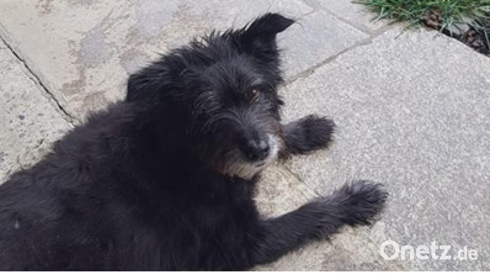 Zum Welthundetag zeigen die Nutzer von onetz.de Bilder ihrer Vierbeiner. Bild: Bi Gi