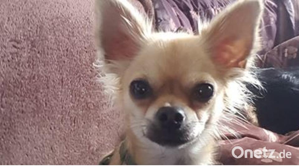 Zum Welthundetag zeigen die Nutzer von onetz.de Bilder ihrer Vierbeiner. Bild: Nathalie Rheinbay