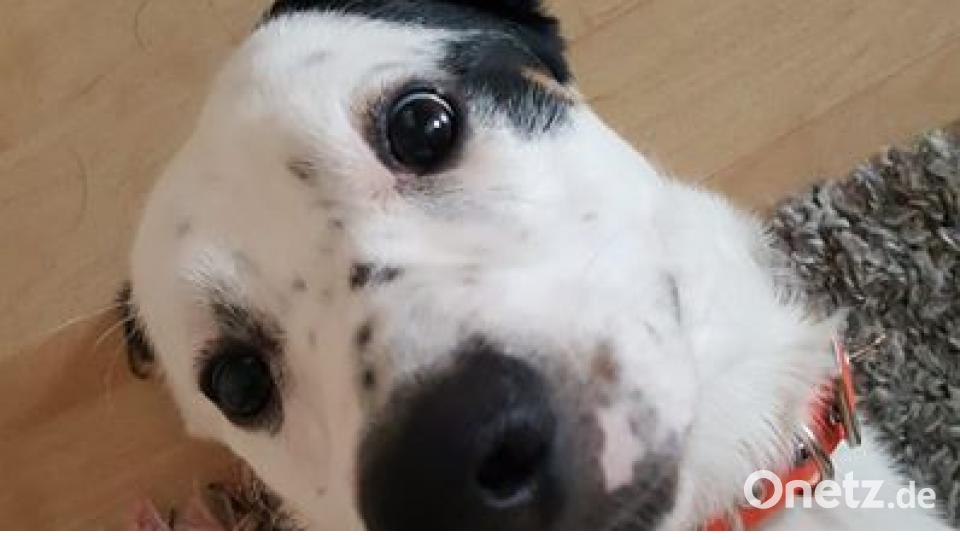 Zum Welthundetag zeigen unsere Nutzer Bilder Ihrer Vierbeiner. Bild: Kathrin Schmidt