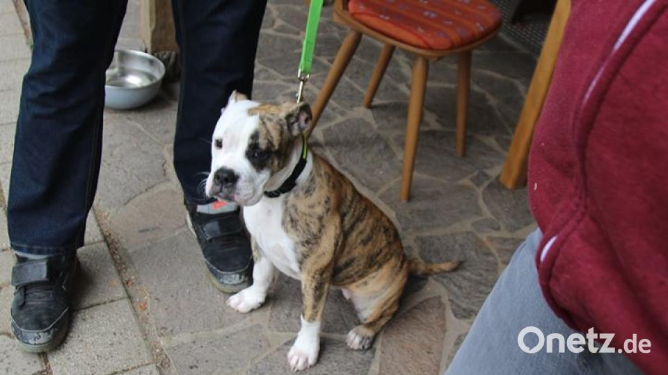 Am 10. Oktober war Welthundetag. Das sind eure Lieblinge. Bild: Caris Nasens