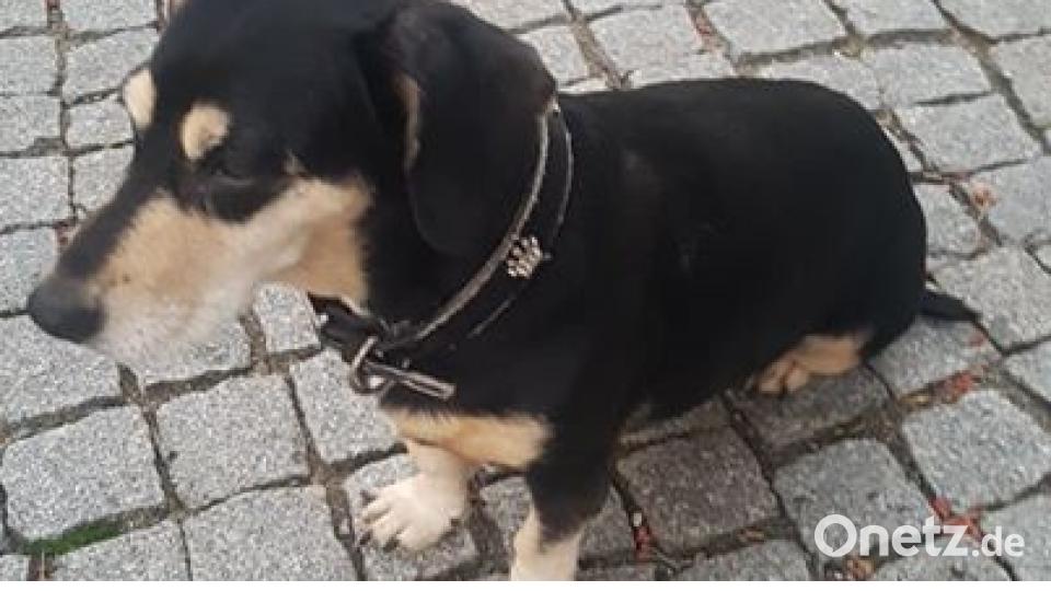 Am 10. Oktober war Welthundetag. Das sind eure Lieblinge. Bild: Dora Baruch