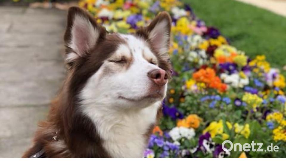 Am 10. Oktober war Welthundetag. Das sind eure Lieblinge. Bild: Theresa Haas