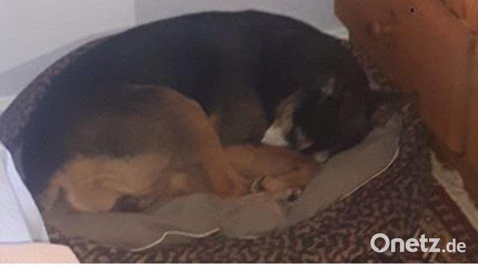 Am 10. Oktober war Welthundetag. Das sind eure Lieblinge. Bild: Kerstin McMillan