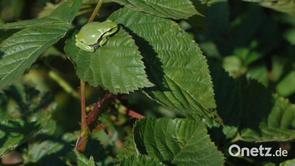 Der Laubfrosch ist an den Wondreb-Weihern regelmäßig anzutreffen. Hier haben sich gleich sieben Jungtiere auf einer Brombeerstaude versammelt. Bild: Peter Hausbeck/exb
