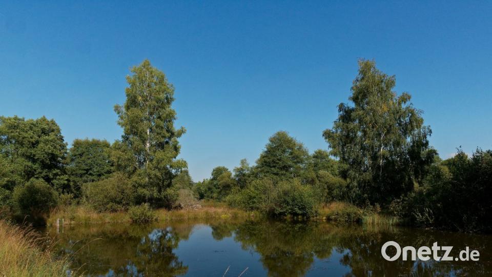 Die Wondreb-Weiher sind so abgelegen, dass nicht einmal ein einsamer Wanderer dort vorbei kommt. Bild: tr