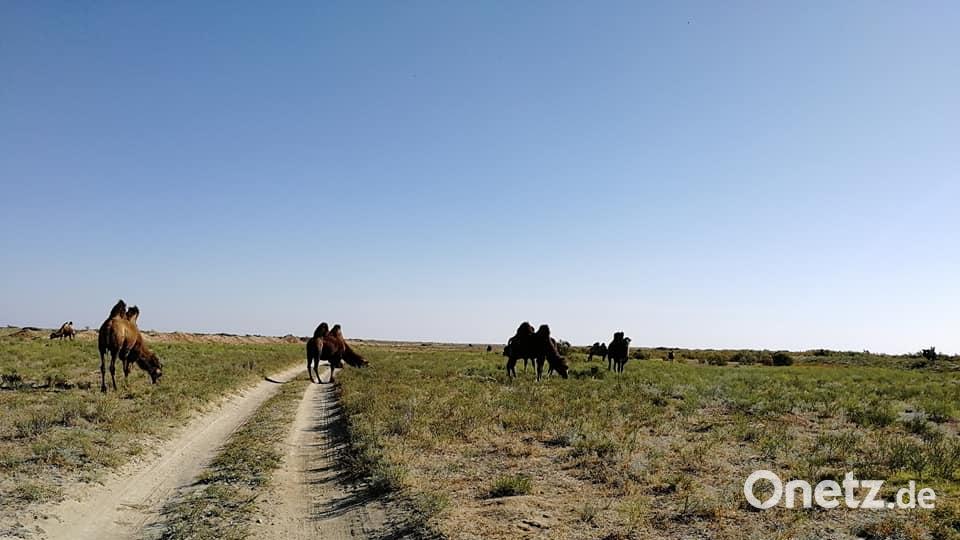 In Kasachstan werden die vier jungen Rallye-Fahrer von Kamelen geweckt. Bild: exb
