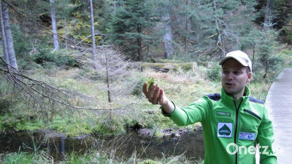 Johannes Matt, Gebietsbetreuer für die Arberregion des Naturparks Bayerischer Wald, hält Moos in der Hand. Bild: esa