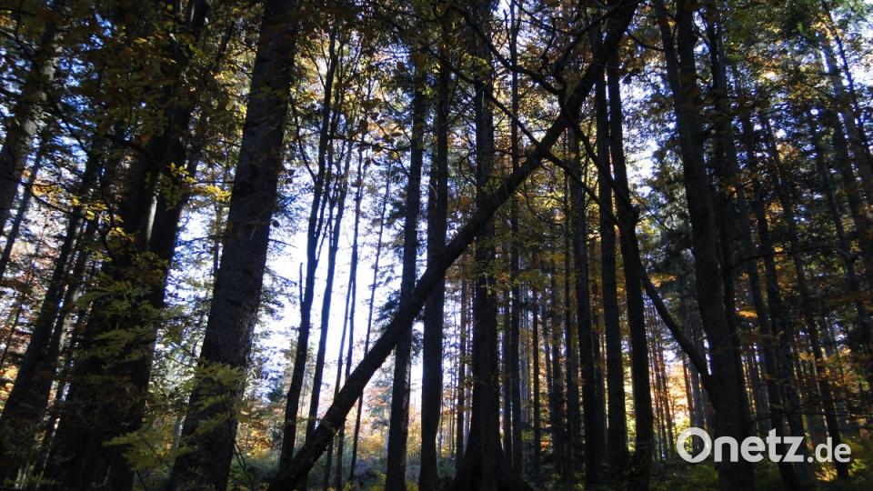 Impressionen aus dem Bayerischen Wald Bild: esa