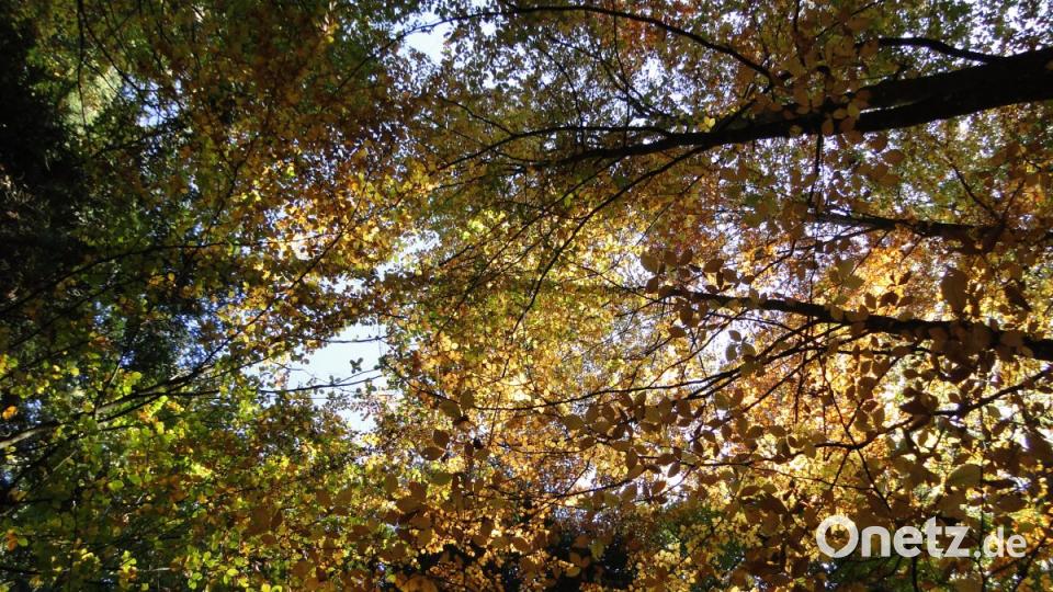 Impressionen aus dem Bayerischen Wald Bild: esa
