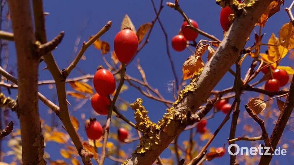 Herbst in der Oberpfalz. Bild: Doro Apfel
