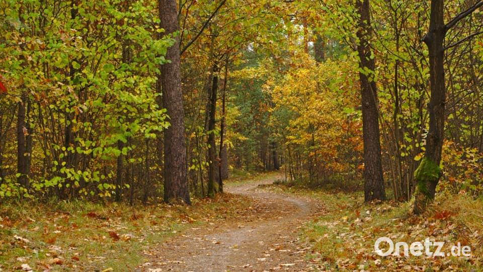 Herbst in der Oberpfalz. Bild: Ben Höllerer