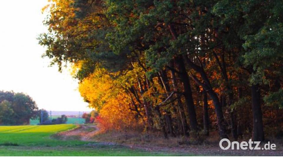 Herbst in der Oberpfalz. Bild: Michelle Wallner