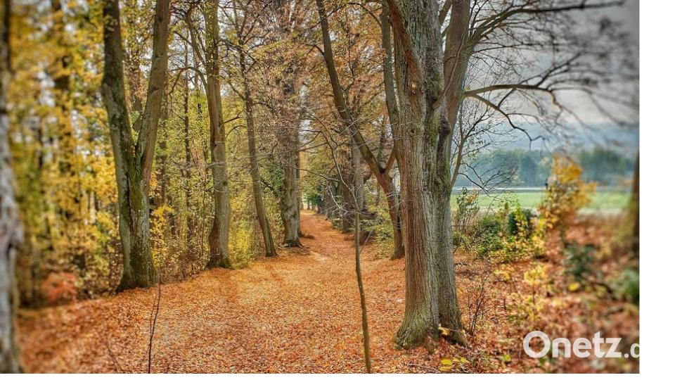 Herbst in der Oberpfalz. Bild: Kilian Thiem