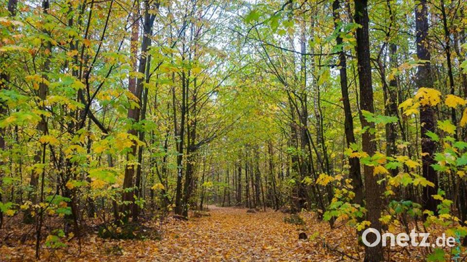 Herbst in der Oberpfalz. Bild: Michael Schade