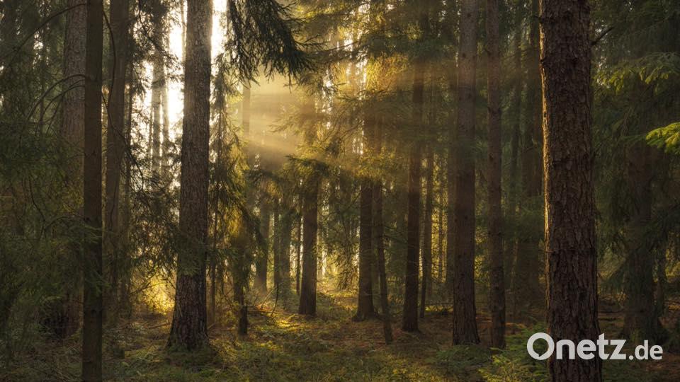 Herbst in der Oberpfalz. Bild: Lena Held