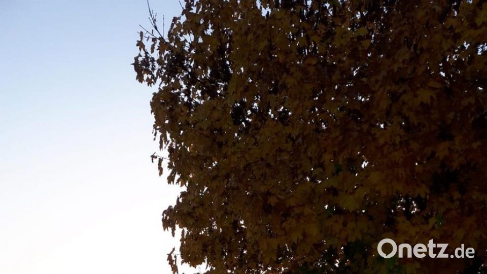 Herbst in der Oberpfalz. Bild: Gisela Janker
