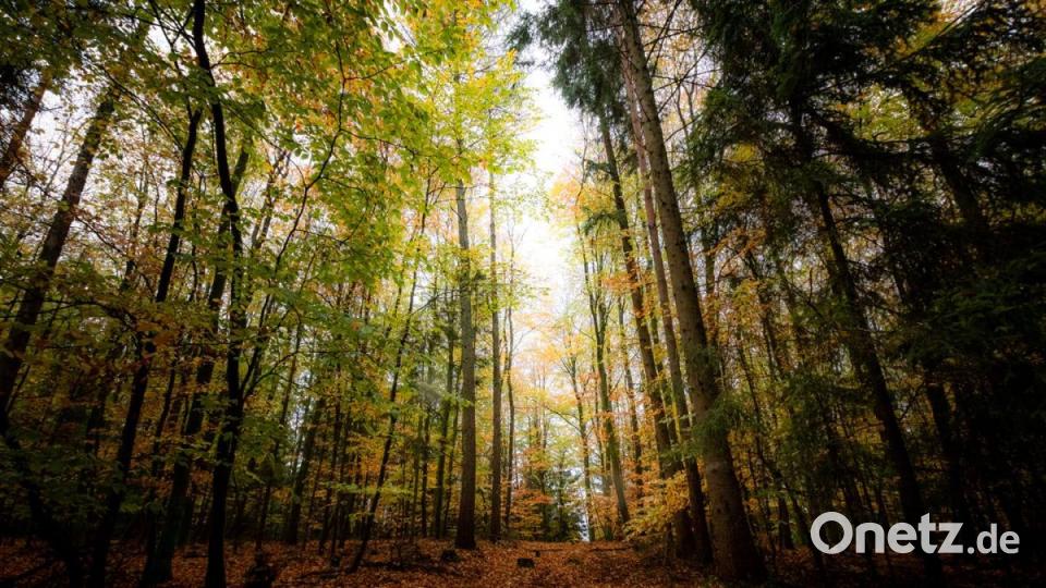 Herbst in der Oberpfalz. Bild: Peter Müller