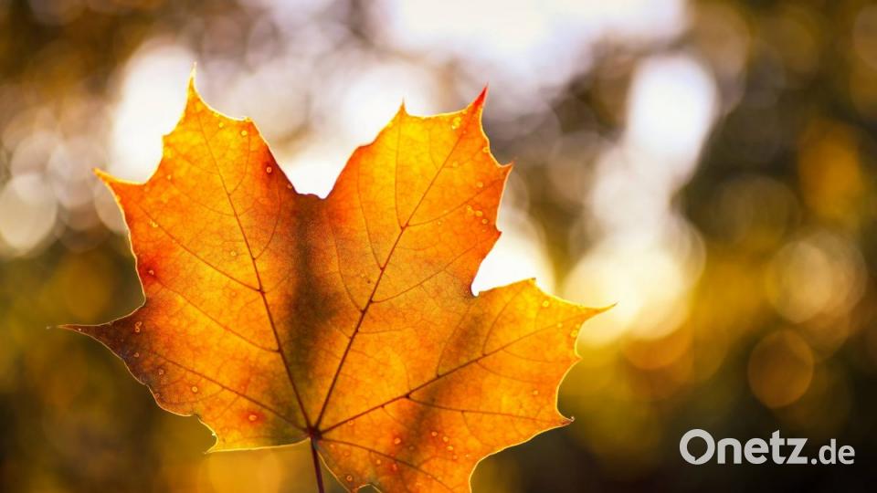 Herbst in der Oberpfalz. Bild: Melanie Martinus