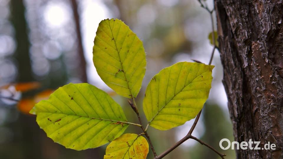 Herbst in der Oberpfalz. Bild: Ben Höllerer
