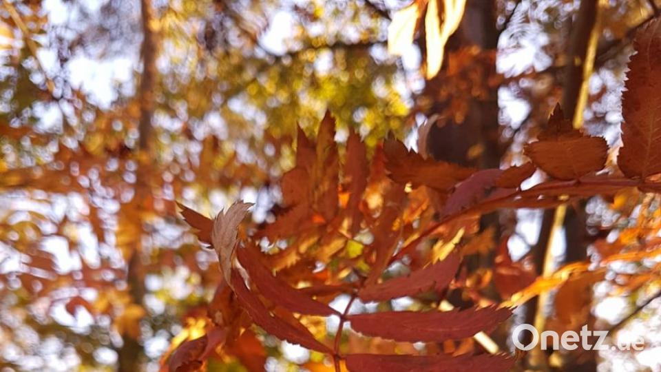 Herbst in der Oberpfalz. Bild: Doro Apfel