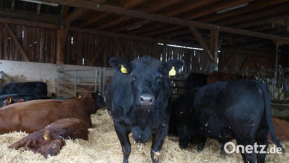 Rund zehn Angus-Mutterkühe mit Nachzucht und ein Deckbulle stehen im Kaltlaufstall. 2019 ist die Umstellung auf einen Bio-Betrieb mit Weidehaltung geplant. Bild: Portner