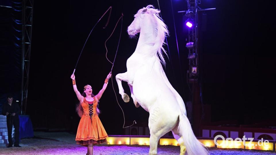 Zirkus Krone in Sulzbach-Rosenberg Bild: Petra Hartl
