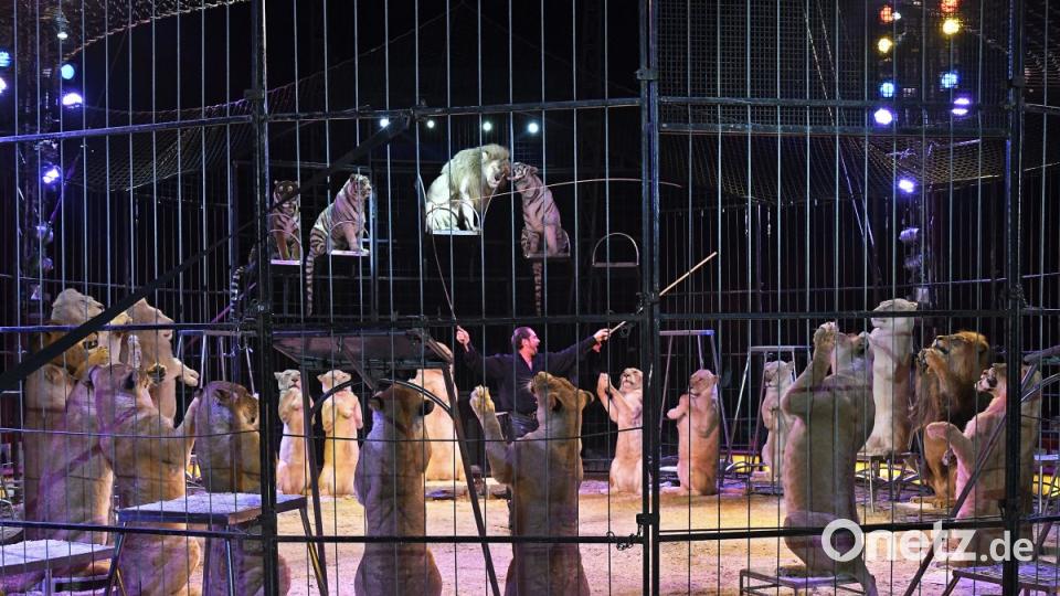 Zirkus Krone in Sulzbach-Rosenberg Bild: Petra Hartl