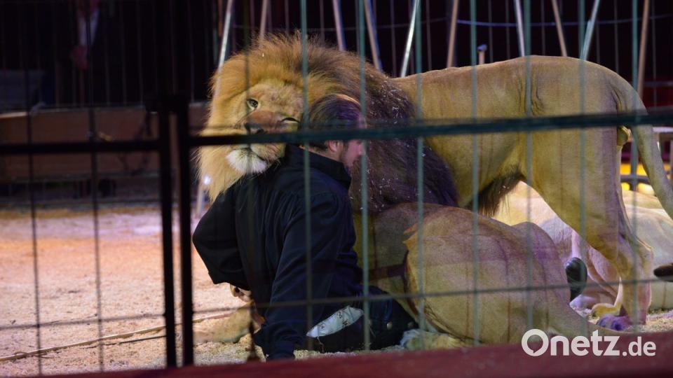 Zirkus Krone in Sulzbach-Rosenberg Bild: Petra Hartl