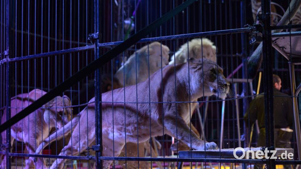 Zirkus Krone in Sulzbach-Rosenberg Bild: Petra Hartl