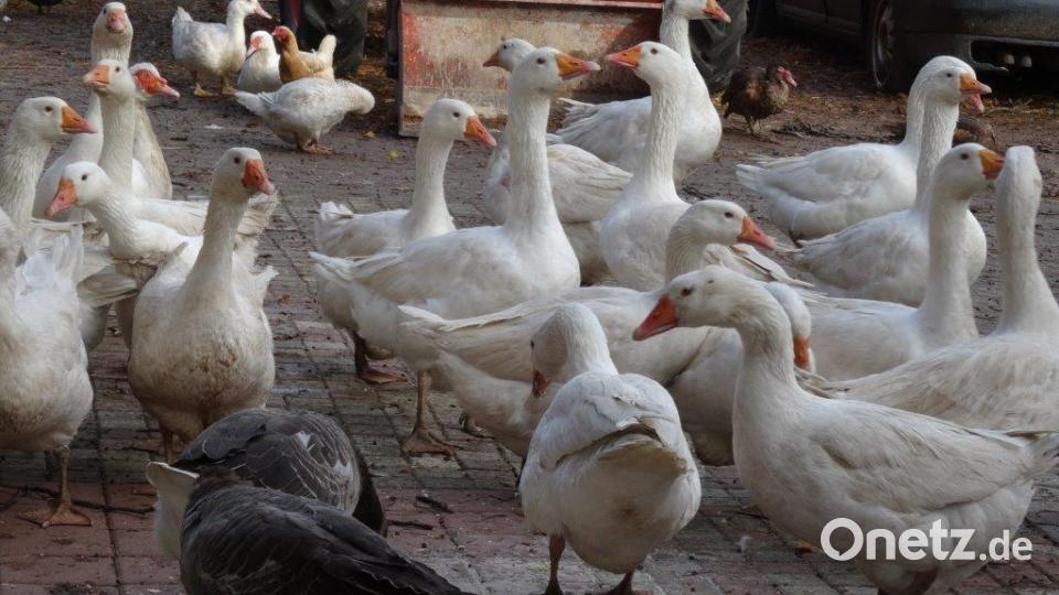 Breitenstein: Ihre Tage sind gezählt: An Martini oder an Weihnachten endenlanden sie als begehrter Gänsebraten Bild: hka