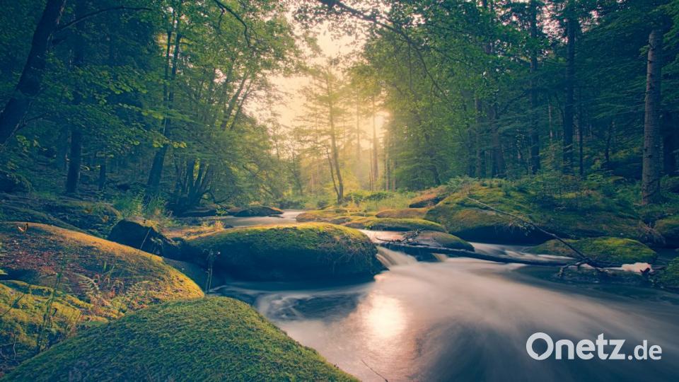 Mai: Tom Sierek, Kemnath, Morgenstimmung Waldnaabtal. Bild: exb/Tom Sierek
