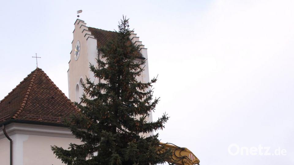 Mit einem Bagger der Firma Zapf wurde der von Gunda und Leo Pongratz spendierte Baum zu seinem Standplatz vor der Pfarrkirche Mariä Himmelfahrt transportiert und aufgestellt. Bild: sön