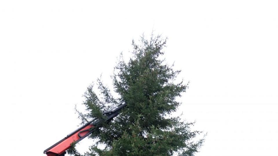Die Mitarbeiter des Bauhofes Armin Heuberger, Stefan Wismeth(von links) und Markus Kederer(rechts) mit Kranführer Werner Wölker (Mitte) und Bürgermeister Hans-Martin Schertl (Zweiter von rechts) kurz vor dem Abladen des Christbaums in Vilseck. Bild: Stefanie Gradl