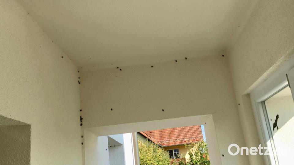 Pudelwohl fühlen sich die Wanzen auch in diesem Hauseingang. Bild: Elisabeth Steger