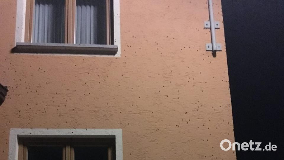 &quot;Also ich würde schon von einer Plage sprechen&quot;, schreibt uns Andrea Schäffer aus Guteneck. Hier krabbeln die Wanzen scharenweise an einer Hauswand. Bild: Andrea Schäffer
