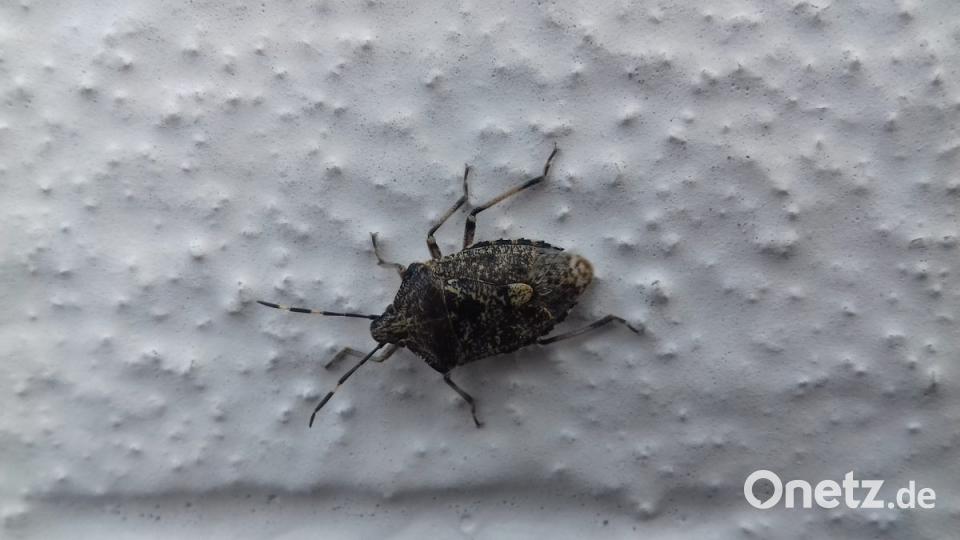 So sehen die Tiere aus, die Josef Rauch massenweise an seinem Haus vorfand. Bild: Josef Rauch